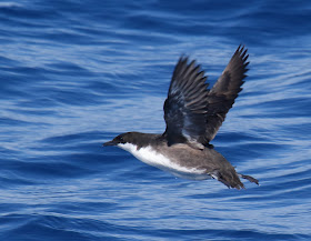 Craveri's Murrelet takes flight