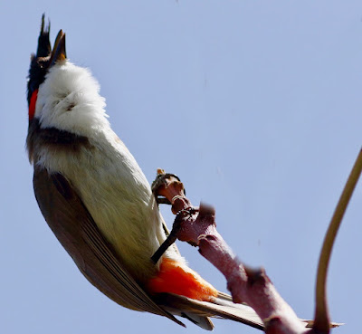 "Red-whiskered Bulbul, hanging onto a branch."