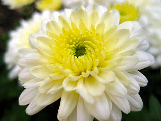  Chrysanthemum inodorum
