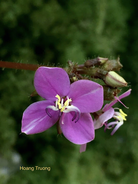 Phyllagathis phamhoangii