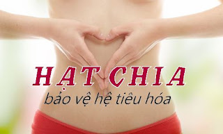 Hạt chia tốt cho hệ tiêu hóa