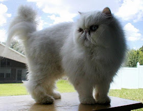 foto kucing persia putih bernama Dr. Benway