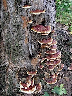 Ganoderma mushroom.