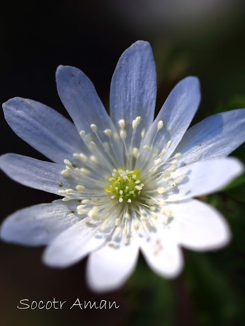 Anemone raddeana