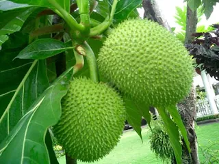 The Benefits Of Breadfruit For Kidneys