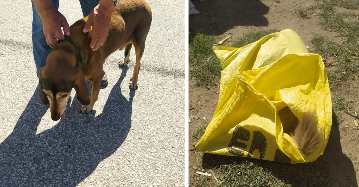 Φρίκη στην Ξάνθη – Θανάτωσαν 3 σκυλιά με φόλες στο Μυρωδάτο