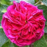 Charles de Mills (Rosa gallica)