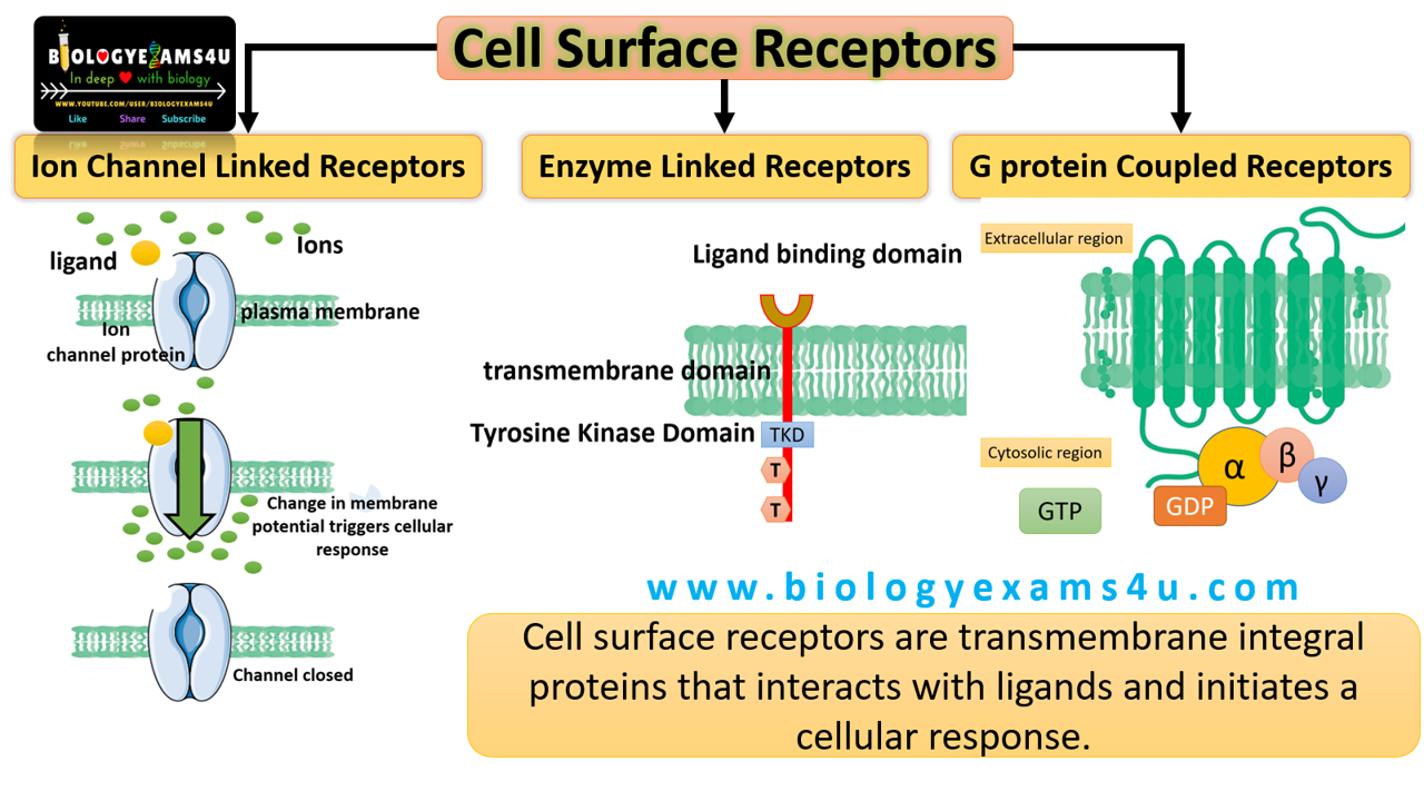 3 Types of cell Surface Receptors