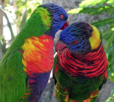 Beautiful Birds on Beautiful Love Birds Wallpapers  Free Love Birds Pictures  Love Birds