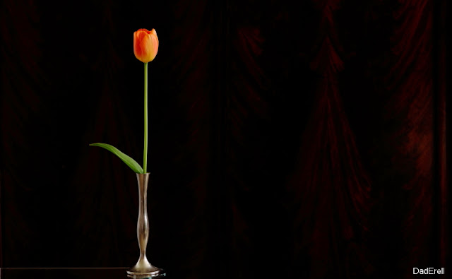 Tulipe