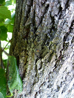 Chrysoclista linneella - Pyrale de l'écorce du tilleul - Perceur de l'écorce du tilleul