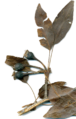 Груша Воронова (Pyrus voronovii)