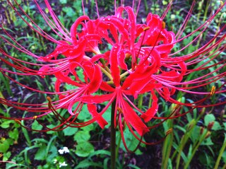 Simg_1521 Simg_1521