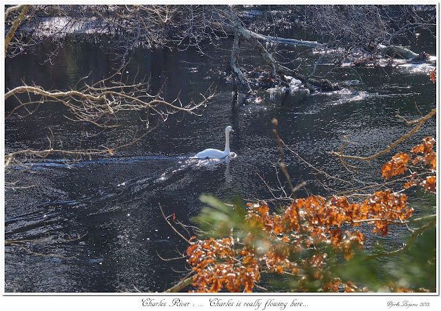 Charles River: ... Charles is really flowing here...