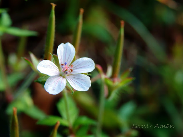 Geranium thunbergii