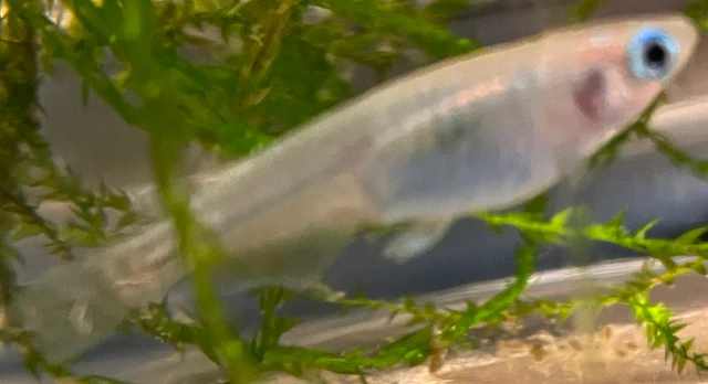 深海(しんかい)メダカ 稚魚 ２２５日目
