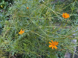 Orange Cosmos flower plant