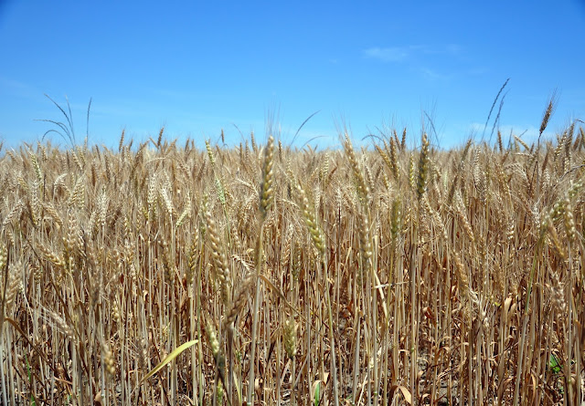 Wheat Hwy 388 Hickory Ridge Studio