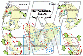 Los movimientos de rotación de los ilíacos.