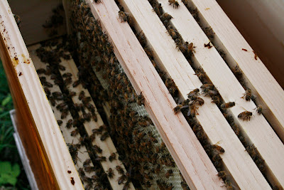 Frames in the hive