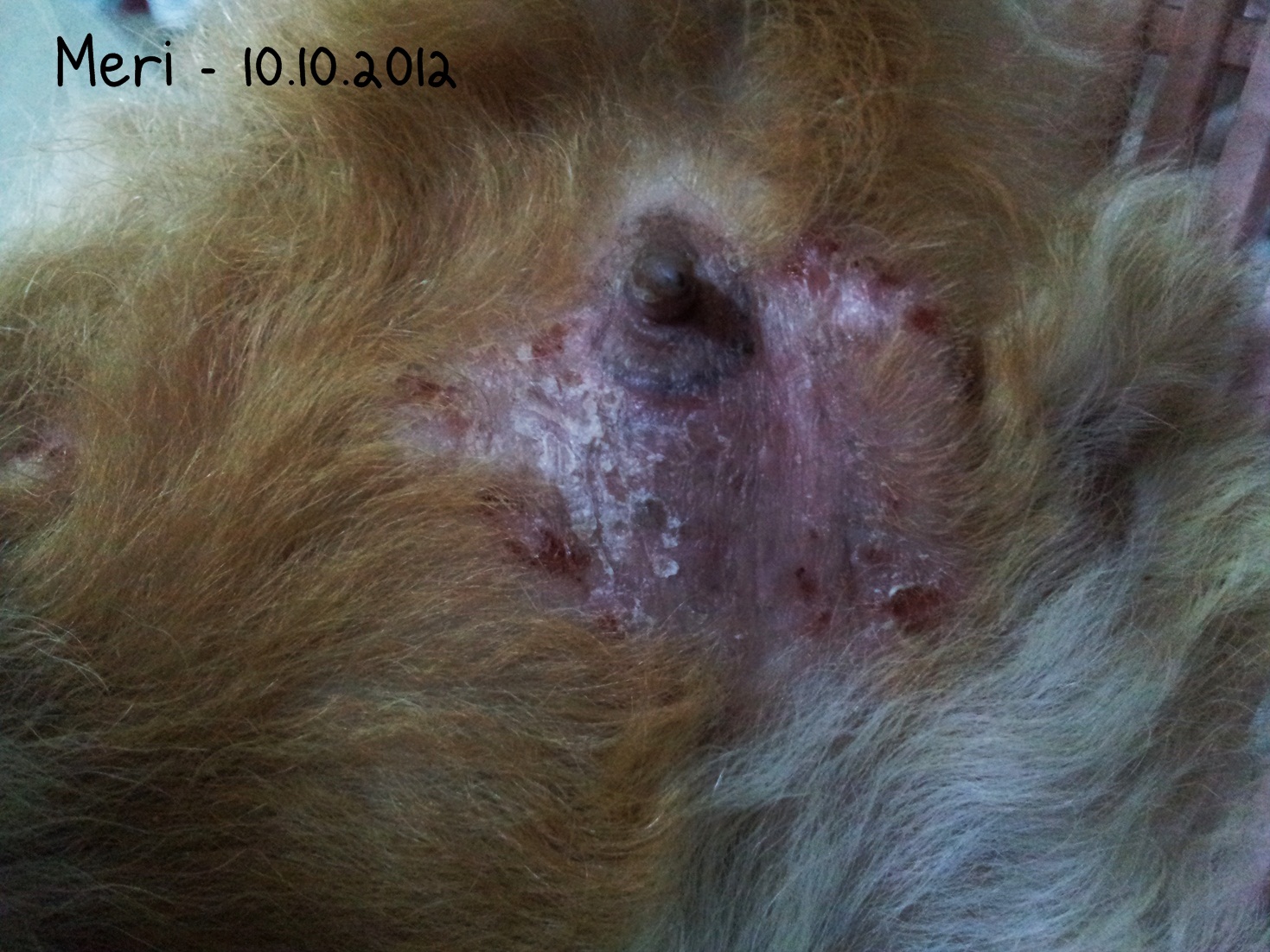 Penyakit kulit Guinea pig/Marmut - Fungal  Hidayat's petBlog