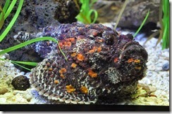 Sea World San Diego Reef Stonefish