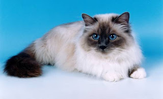 birman cat breeders info pets kittens animal domestic