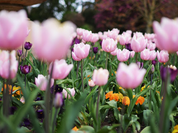 Royal Botanic Gardens, Kew