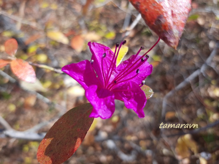 Рододендрон остроконечный (Rhododendron mucronulatum)