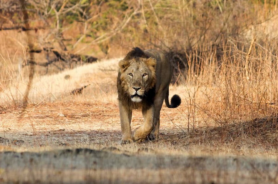 Gir National Park