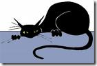 black cat