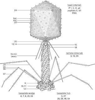 Bacteriophage life cycle