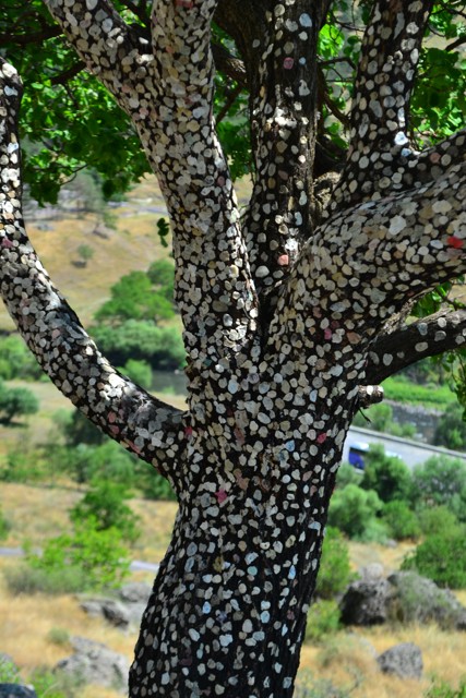 Žvýkačkový strom u skalního kláštera Vardzia.