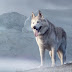 Frequently Asked Questions About Siberian Huskies Habitat