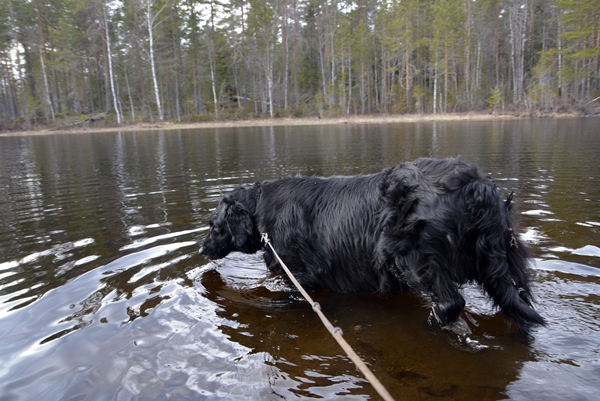 flat coated retriever aklangen