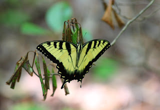 A pretty butterfly down in the canyon