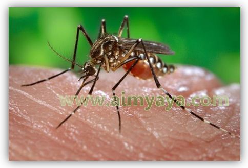  Chikungunya yaitu penyakit yang disebabkan oleh alphavirus dari keluarga togaviradae Cara Mengatasi Chikungunya