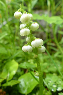 Pyrole mineure - Petite Pyrole - Pyrola minor