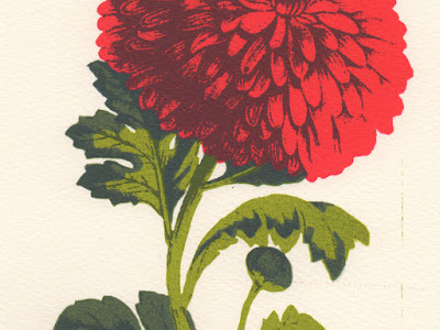 Chrysanthemum Flower A4 Screen Print Botanical Drawing Style Limited Edition