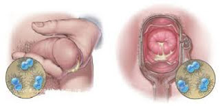 Apa Penyebab Lubang Penis Keluar Nanah Dan Perih Saat Kencing