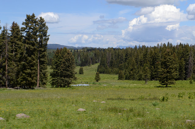 meadow and trees and tank