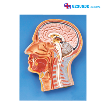 harga Alat Peraga Organ Tubuh Bagian Median Kepala