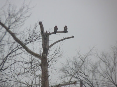 pair of red-shouldered hawks