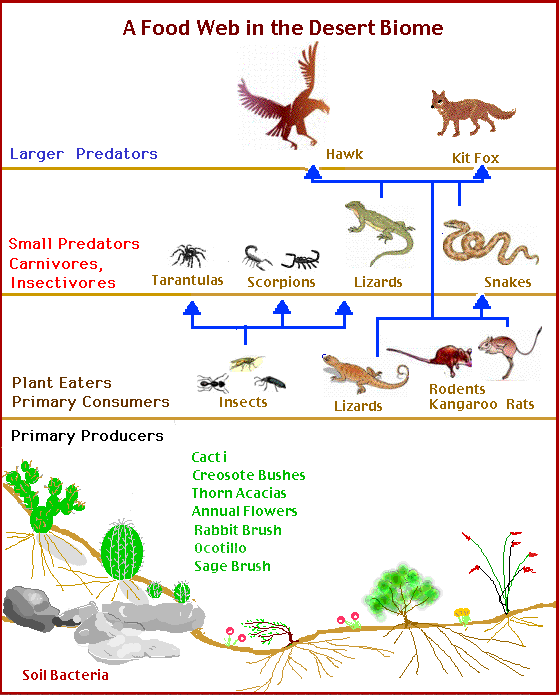 Tundra Food Chain