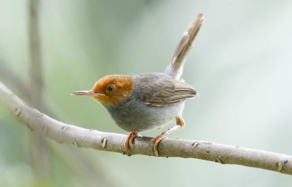 Perbedaan Dari Burung Prenjak Kepala Merah Jantan dengan Betina