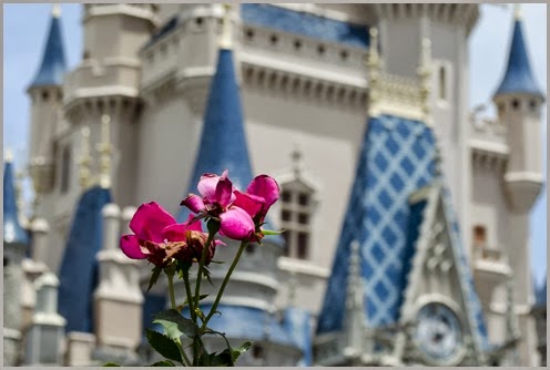 castle rose crop