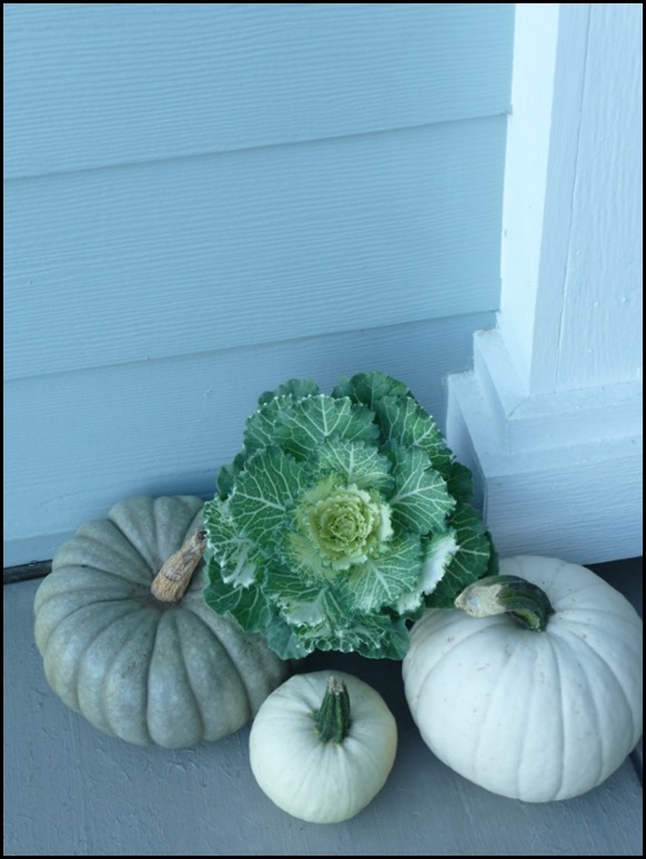 blue and white pumpkins with ornament cabbage (5)
