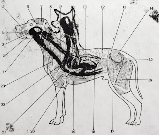 experimento com cão de duas cabeças de Demikhov