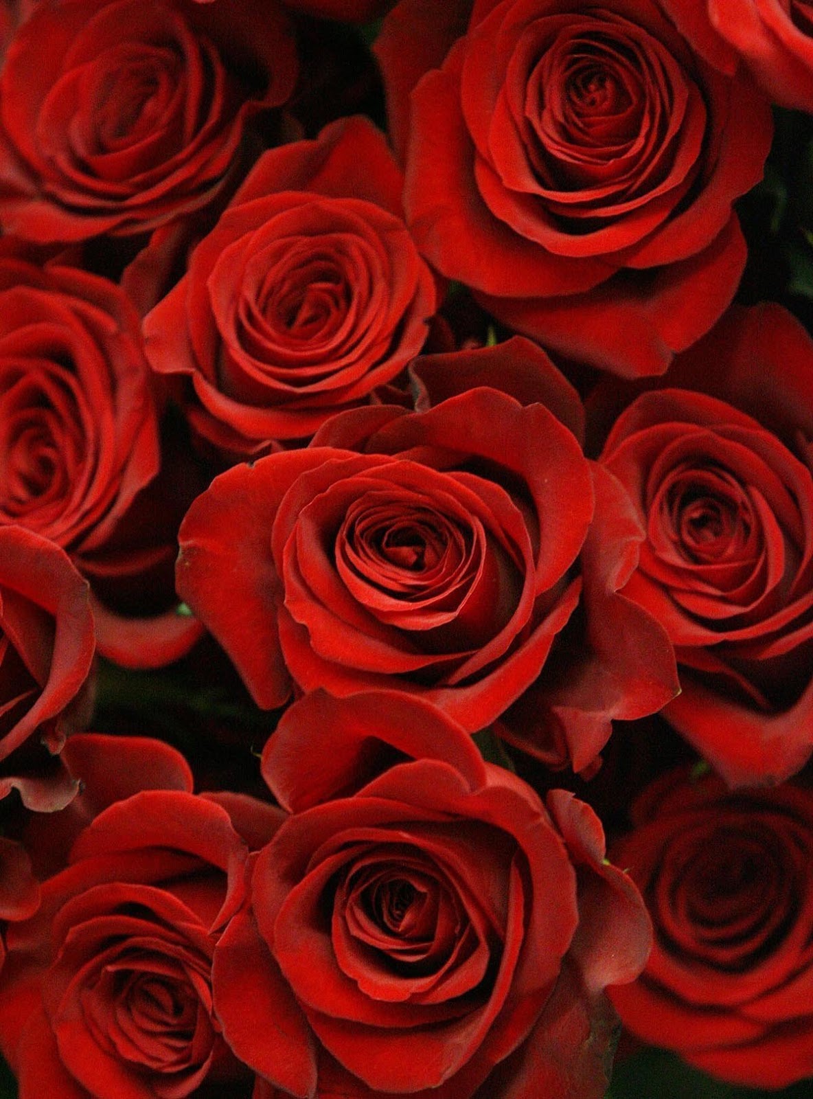 1080px Rose pictures for Valentines day Flowers HD wallpapers 2014