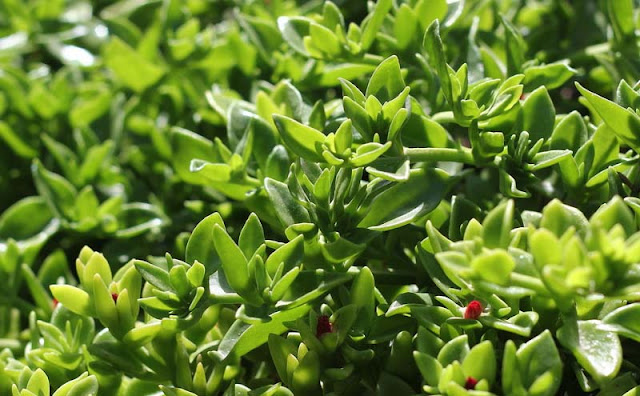 Aptenia Cordifolia Flowers Pictures